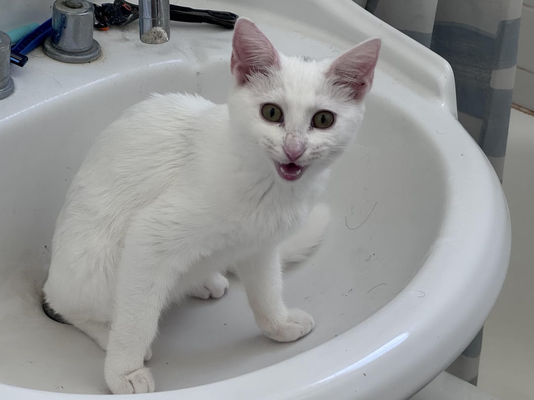 'Cats are liquid': 20 cats that refuse to behave like solid objects