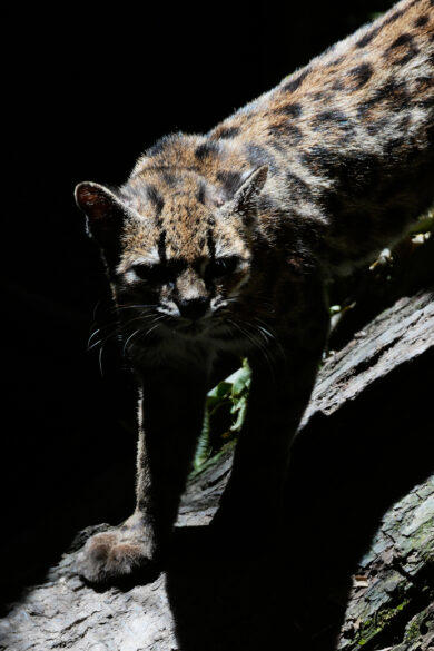 nuova-specie-di-felino-selvatico-identificata-in-bolivia-ecco-il