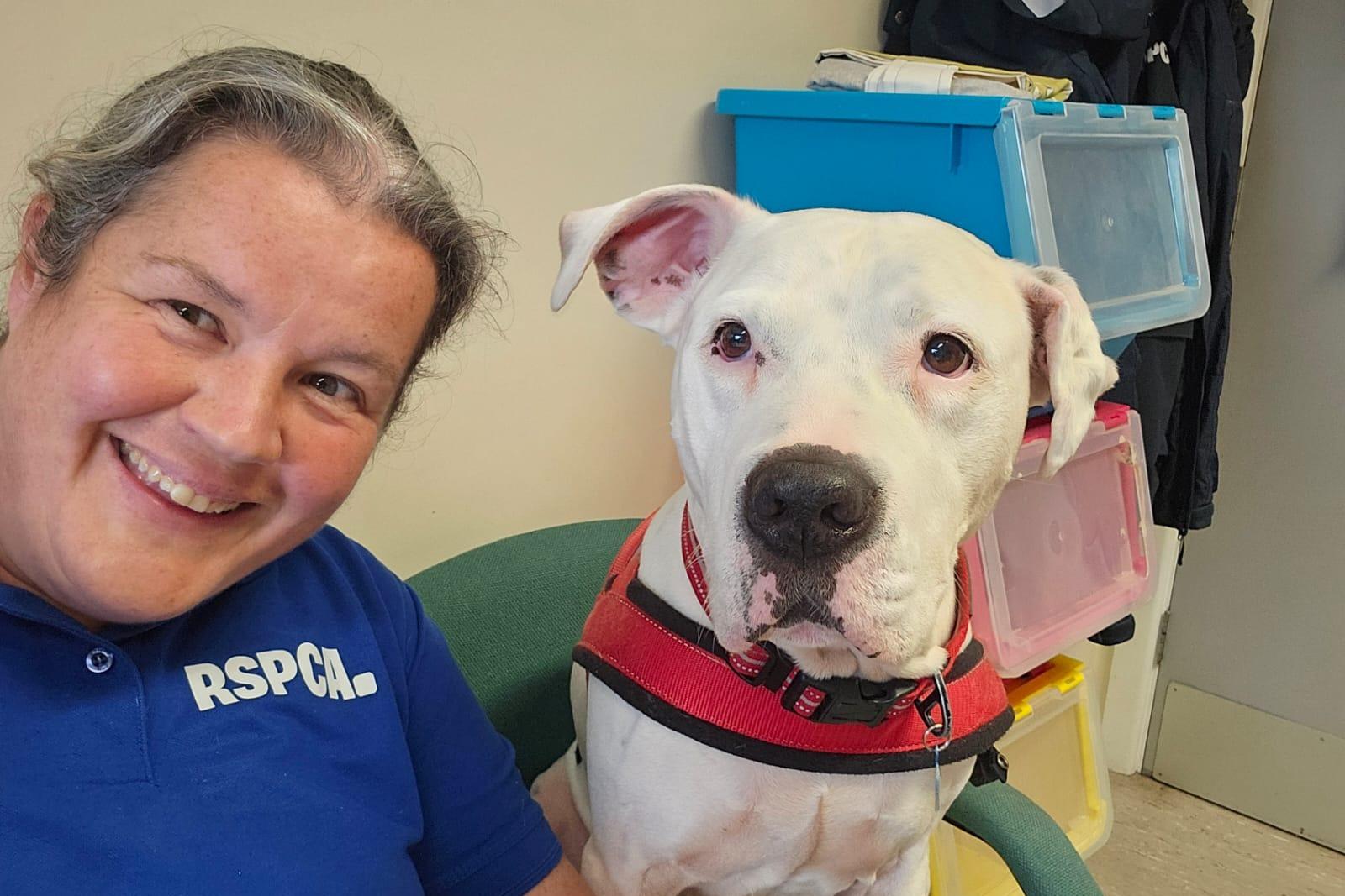 Deaf bulldog Eddie in search of forever home after being abandoned and ...