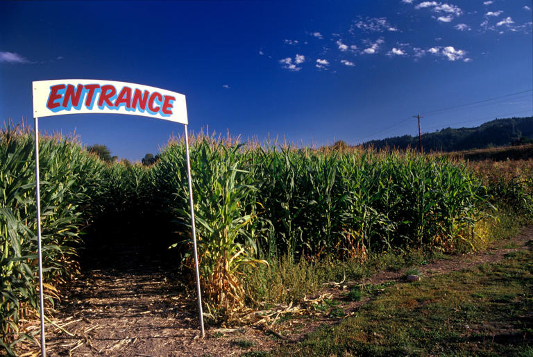 Six New York corn mazes to visit before they close