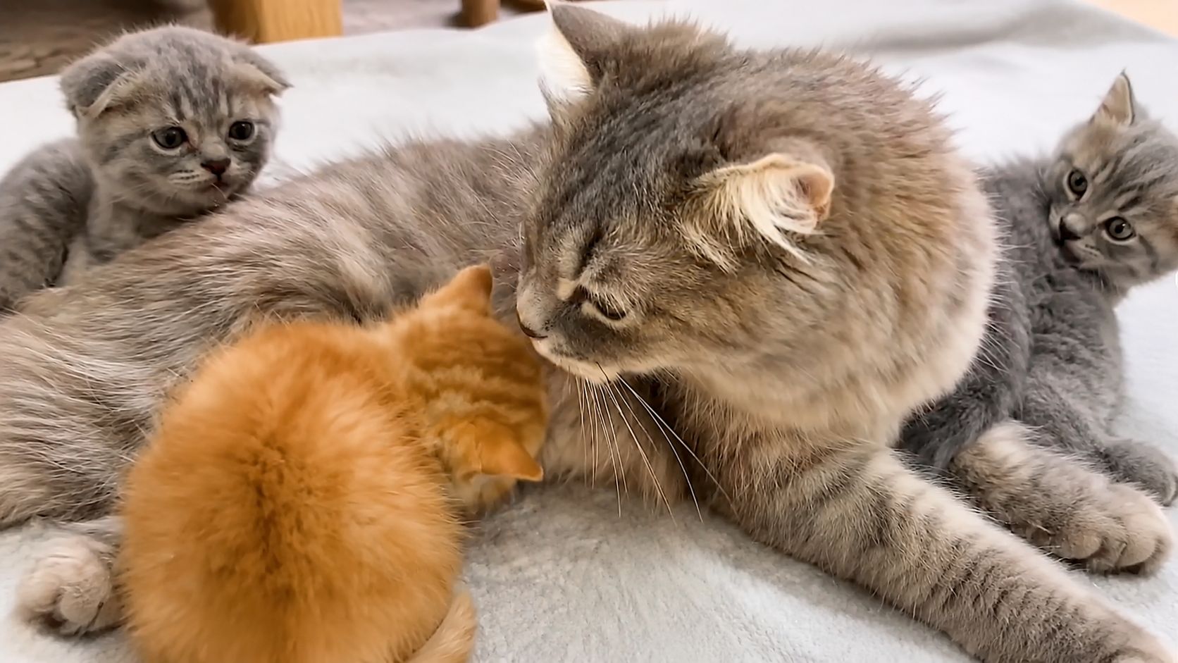 A mother cat’s heart is bigger than blood... she adopted a stranger’s baby