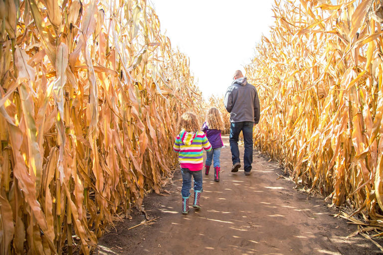 When do corn mazes open in New York? 15 popular places to get lost this ...