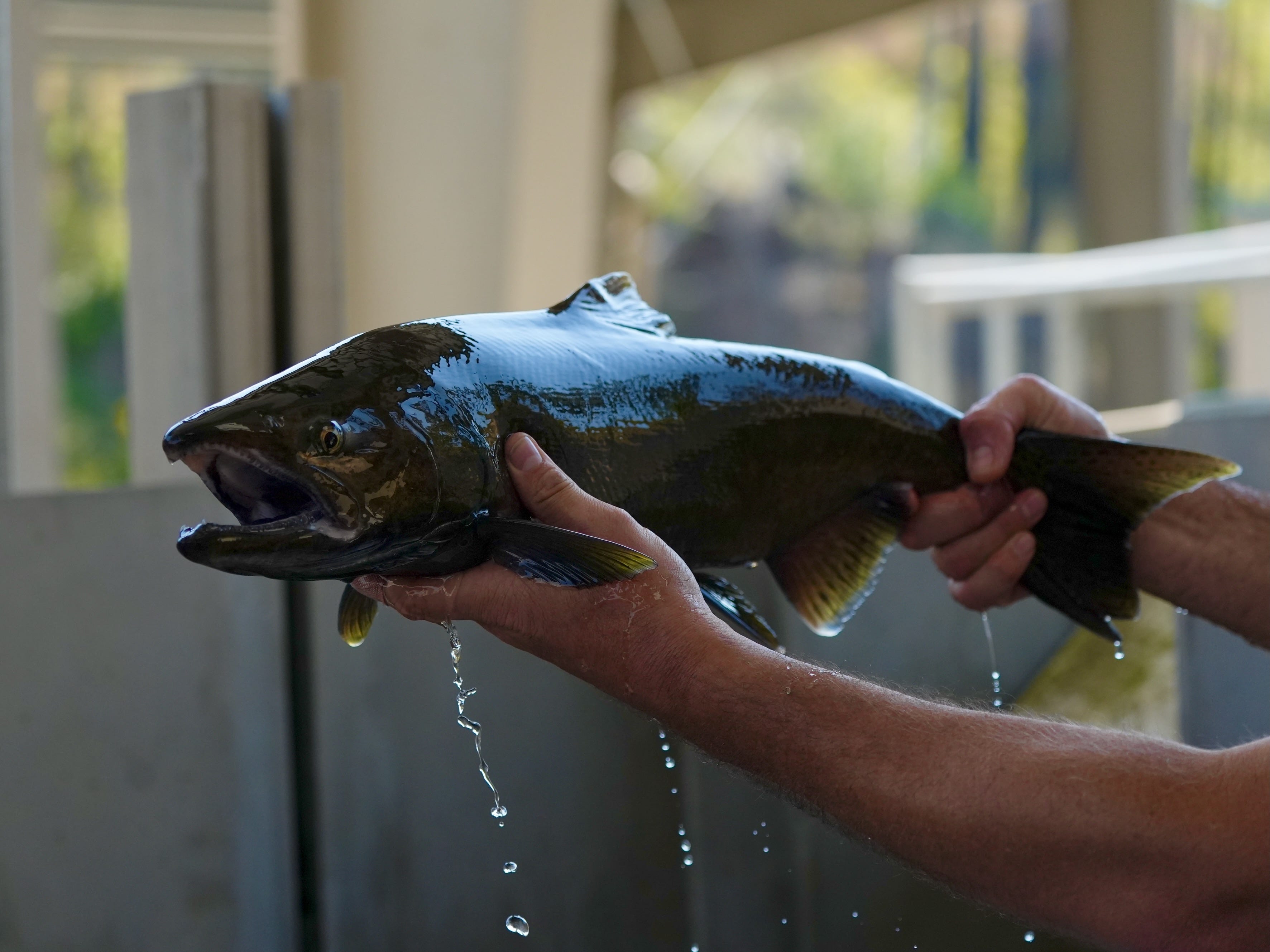 Oregon coastal basins see expanded Chinook opportunities this fall