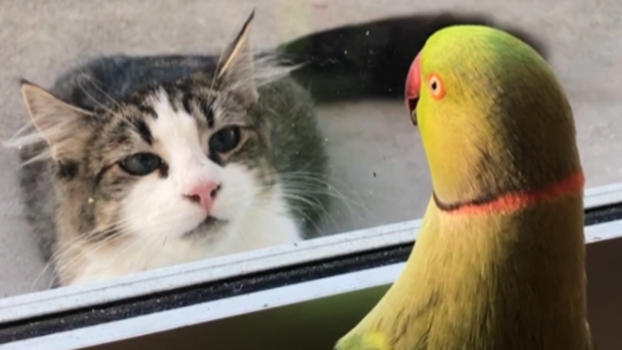 Parrot and cat play an adorable game of peek-a-boo