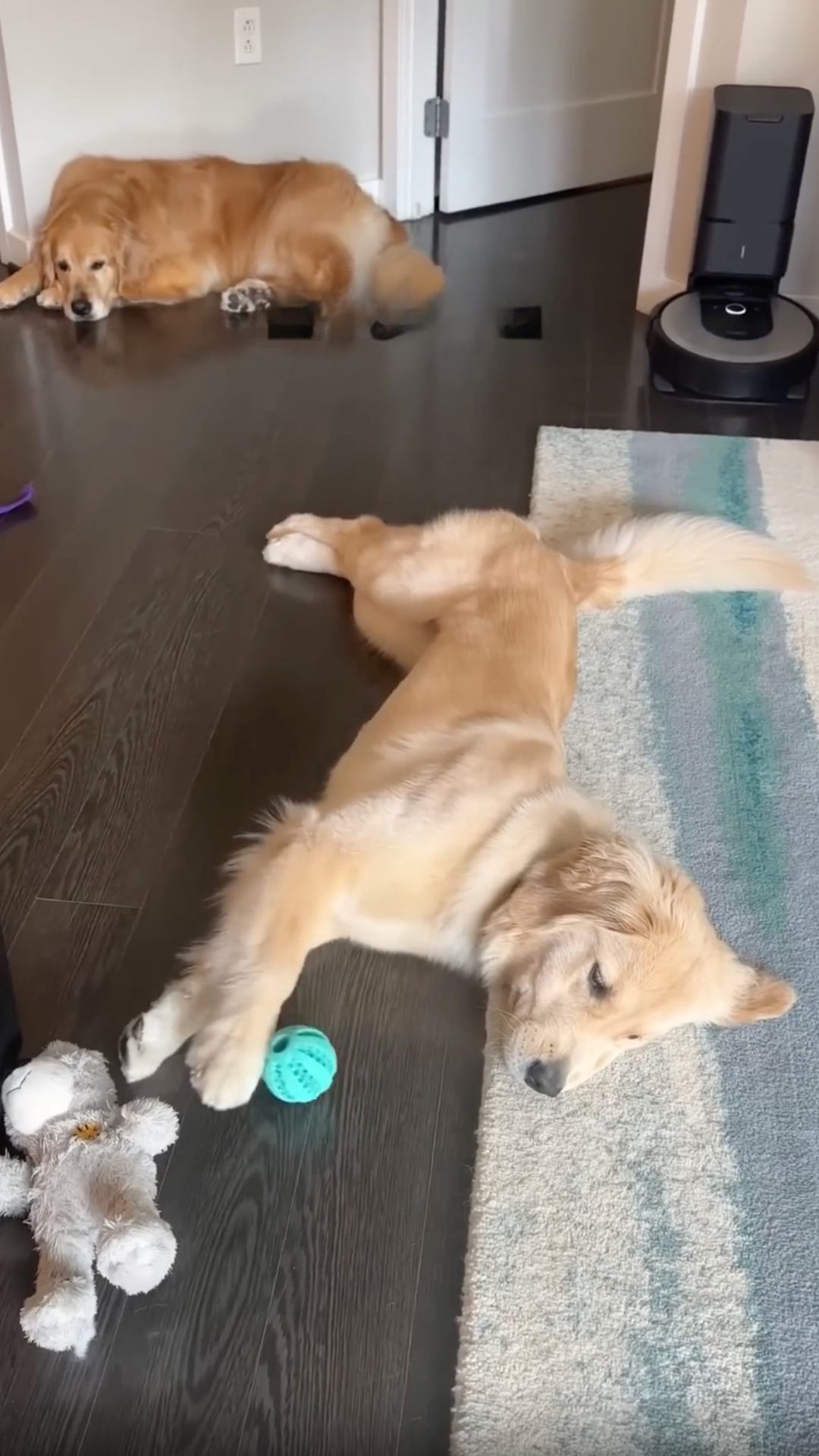 A golden retriever puppy looks harmless until a peek into its secret ...