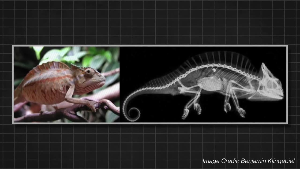 This alien predator has a 50-foot wingspan