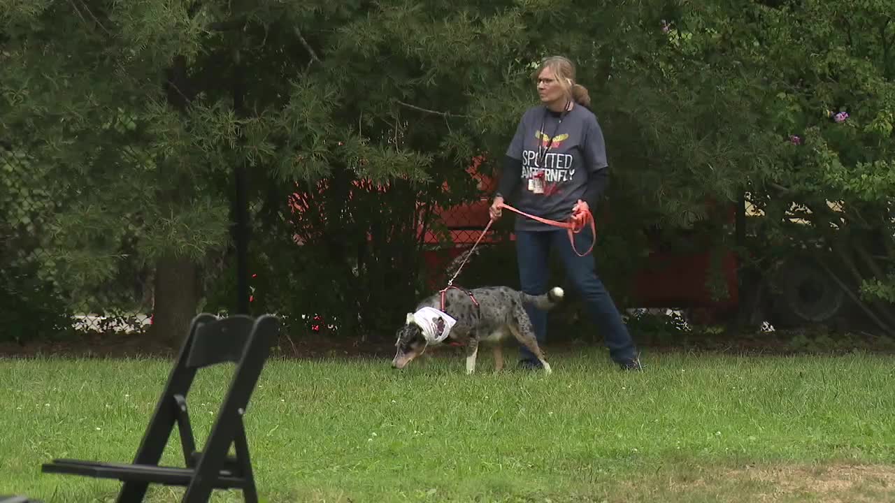 Dogs sniff out lanternfly eggs