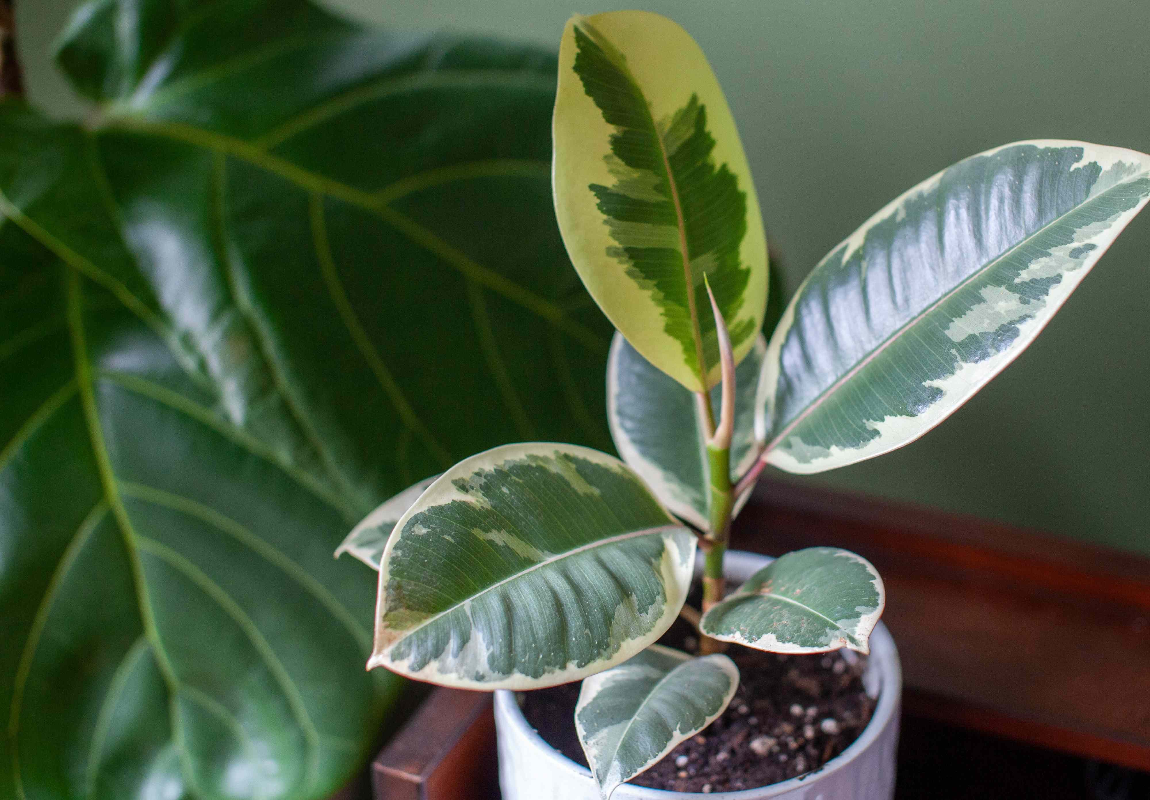 6 beautiful ficus plants giving fiddle leaf figs some serious competition