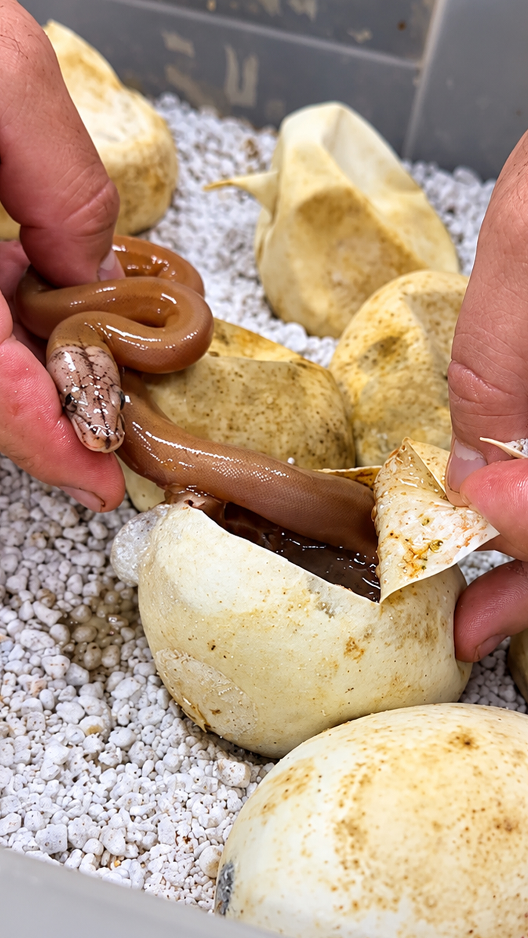 Every snake egg they opened revealed something completely different inside