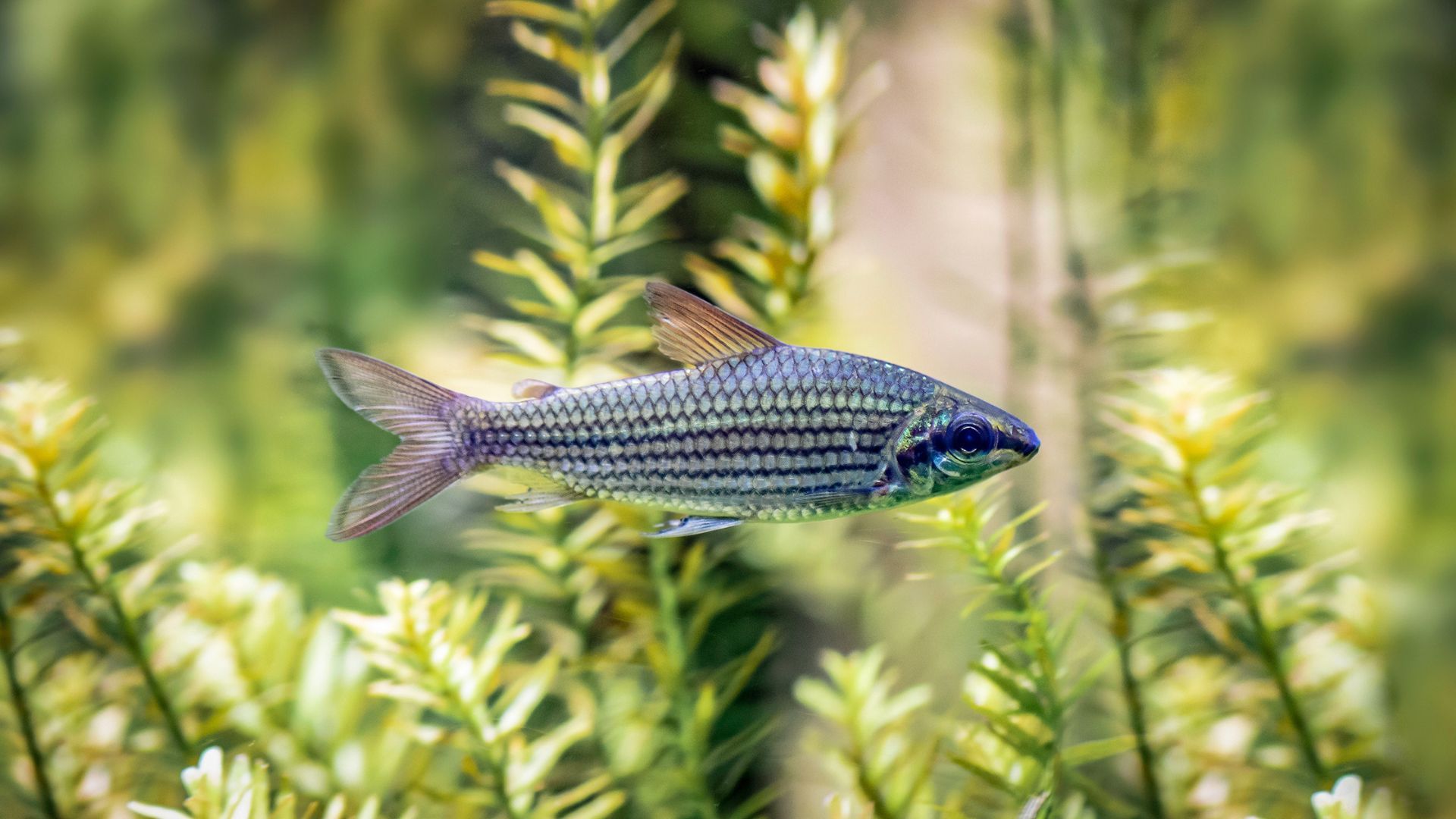 Best types of fish for first-time owners