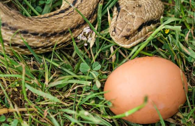 Eight-foot python slips into India home, swallows 2 chickens, 7 eggs ...