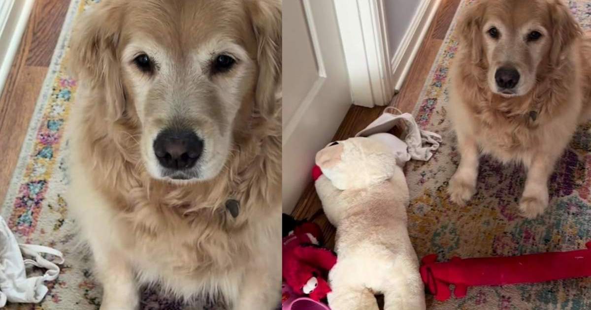 Golden Retriever Hears Foster Puppies Crying & Brings Them a Very ...