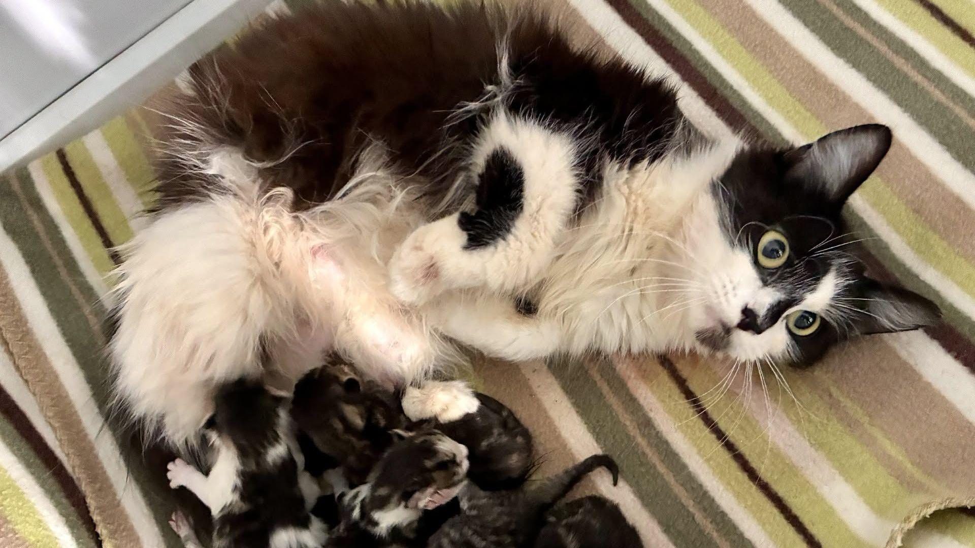 Shelter swamped with rescued kittens and cats