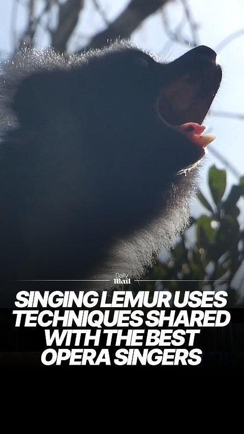 Singing lemur uses techniques shared with the best opera singers