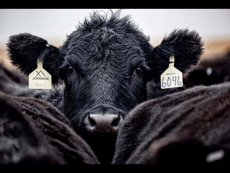 US farmers to get $26.5 million in new grants as USDA backs beef ...