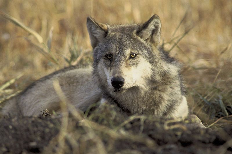 A timeline of Trump administration moves to weaken endangered species ...