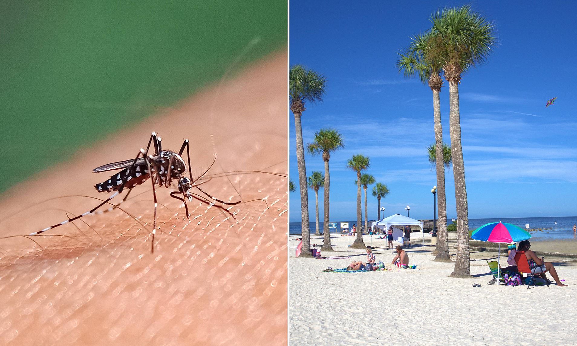 Mosquitoes carrying 'breakbone fever' virus spread to US as outbreak ...