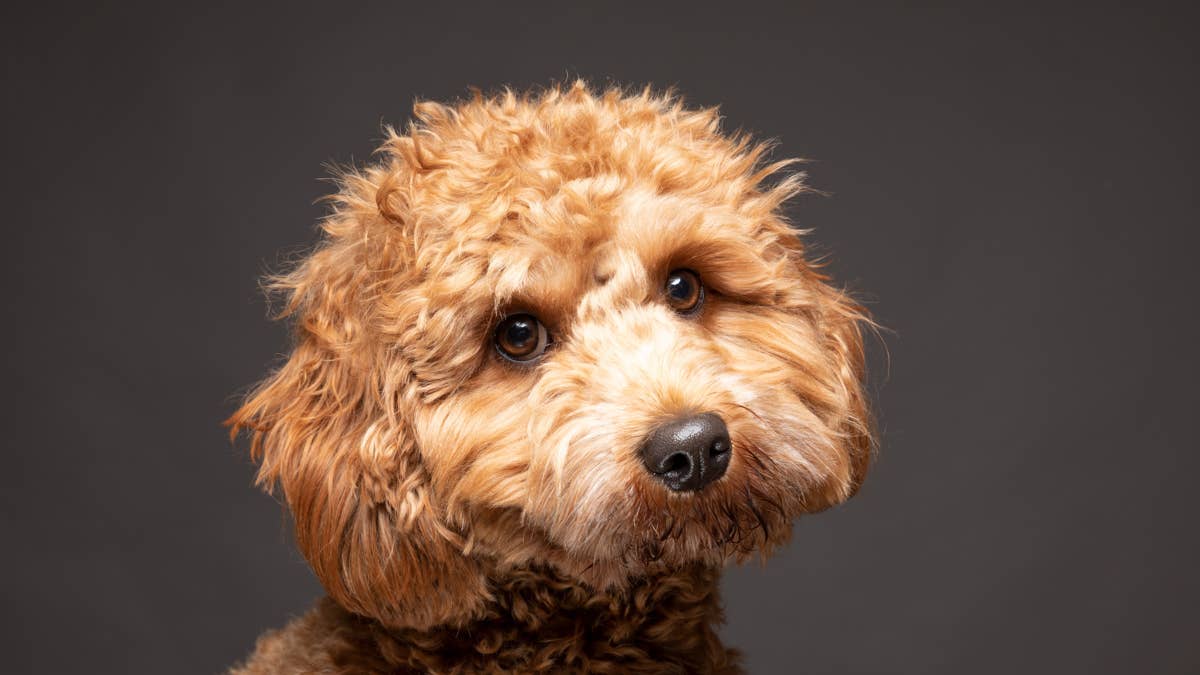 Tiny Cavapoo covered in Wingstop ranch looks like the saddest boneless wing