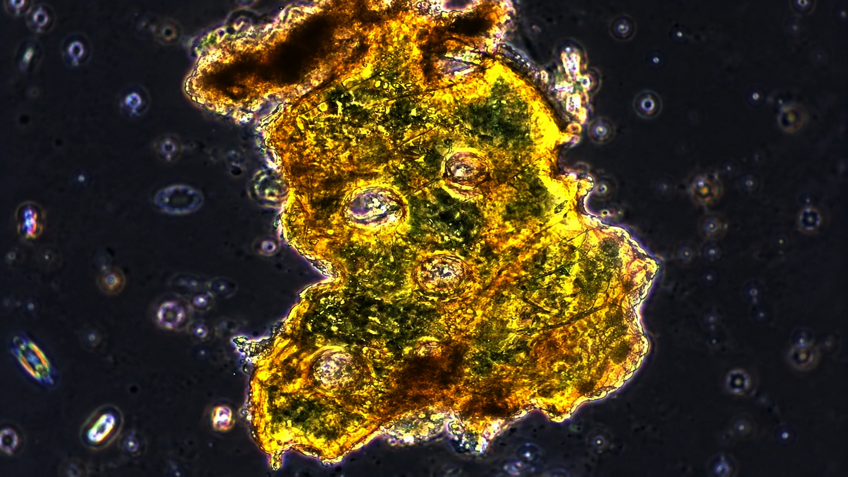 Everyday products reveal unexpected secrets under the microscope