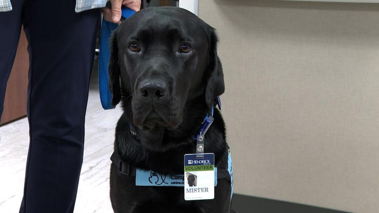Hendrick Medical Center welcomes new therapy dog to comfort patients ...