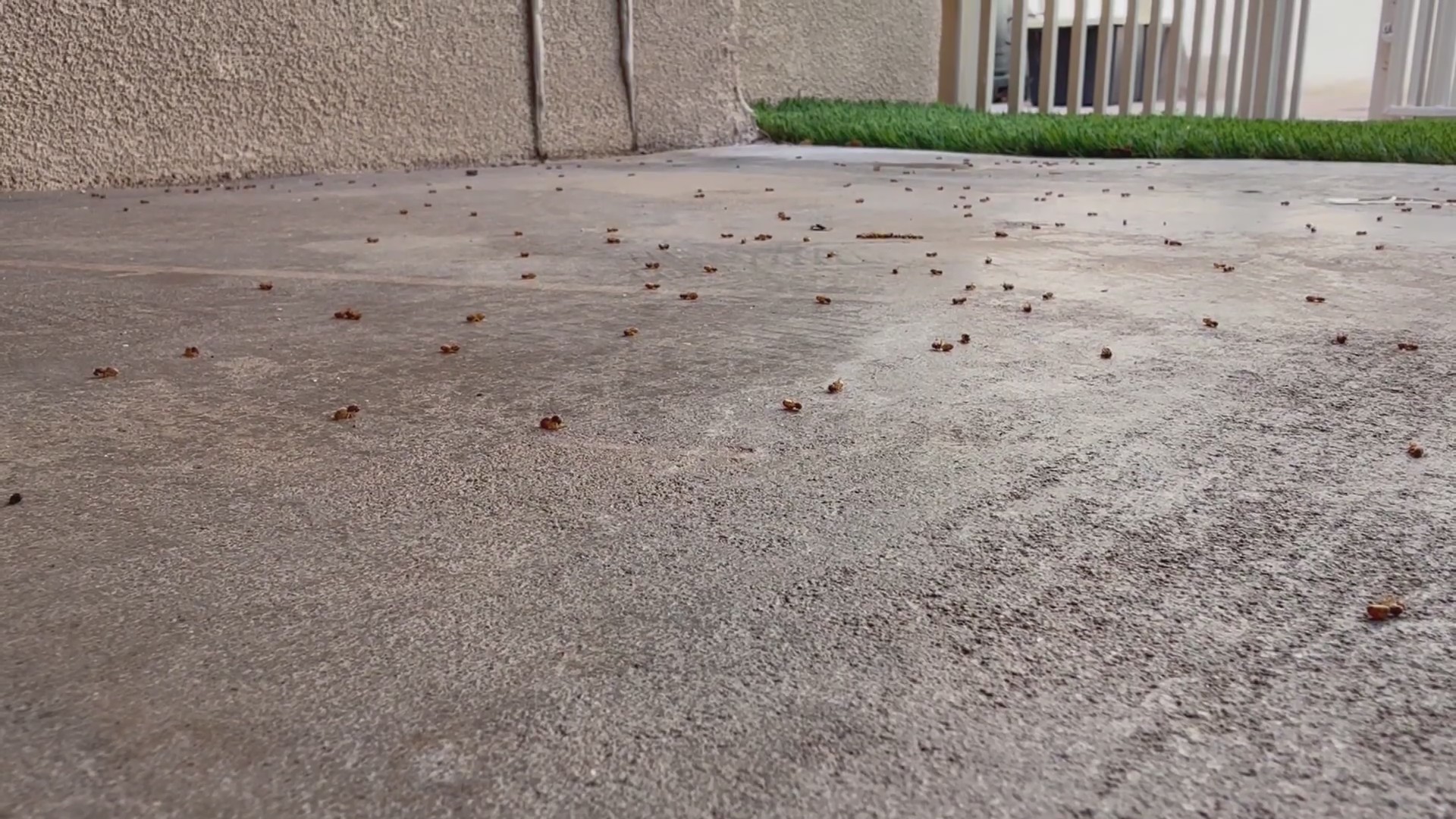 Monsoon conditions trigger flying ant mating season in swarms