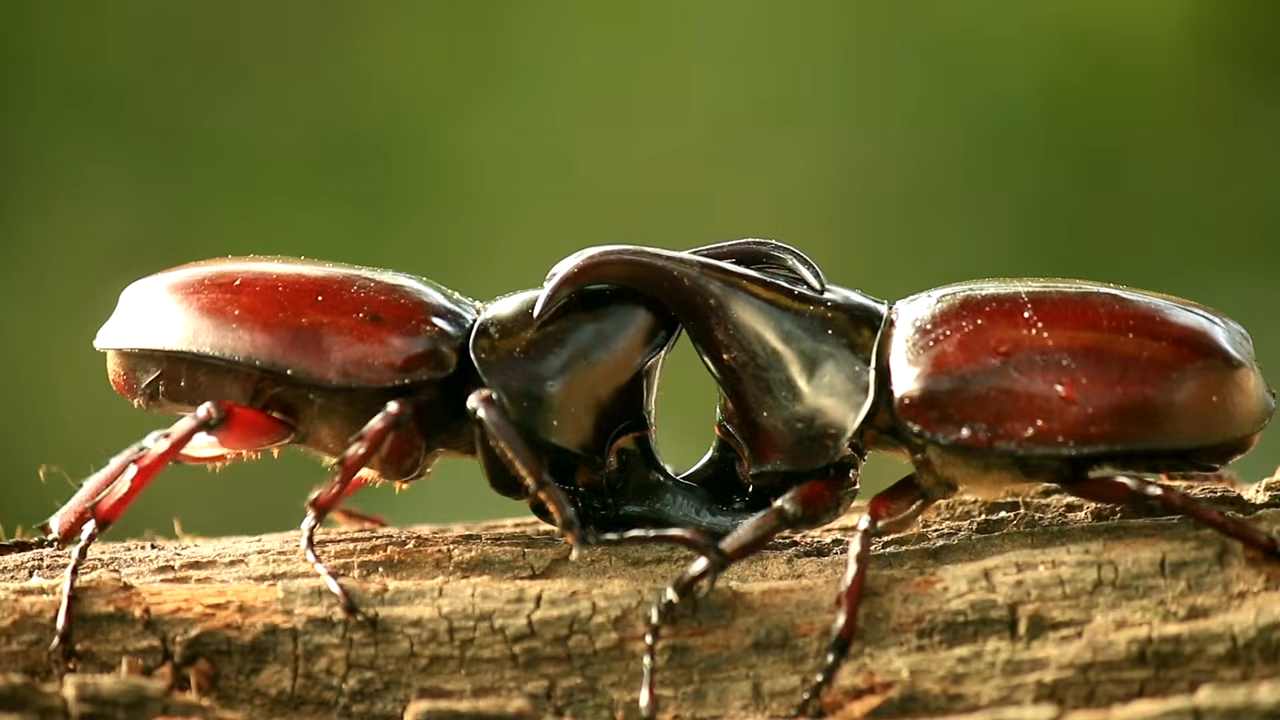 This tiny beetle can fire 20 explosions - without injuring itself