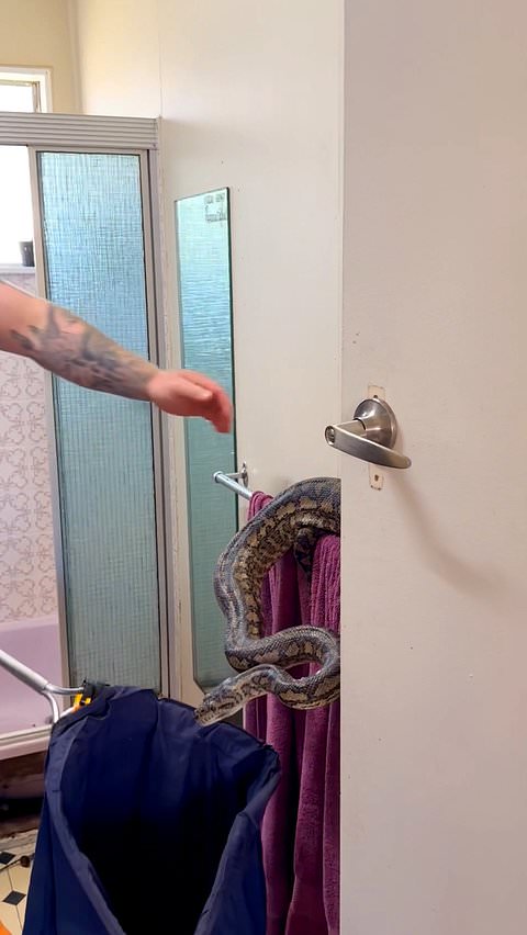 Python puts up a fight during capture by Australian snake catcher