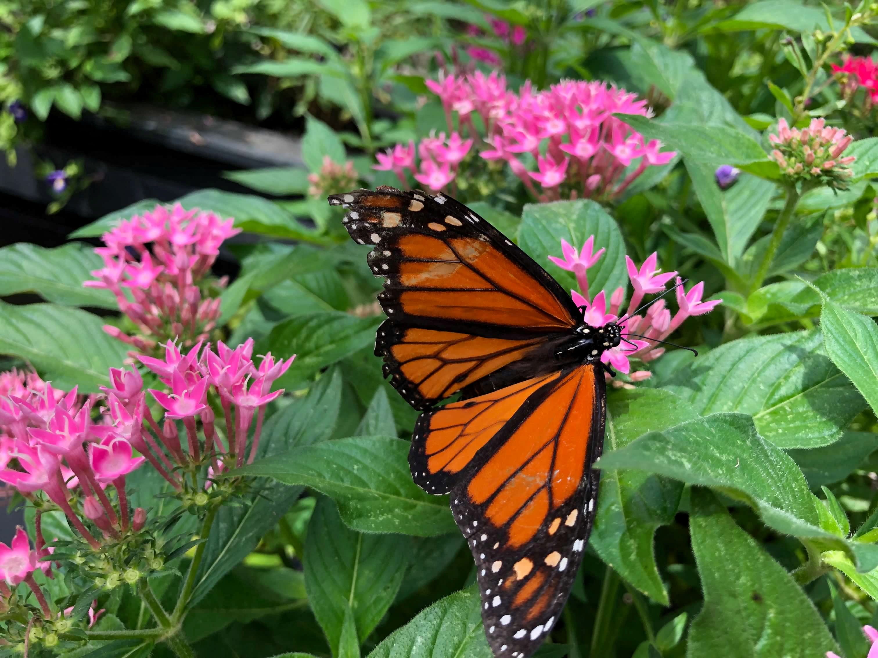 Peak monarch butterfly migration season arrives in North Carolina