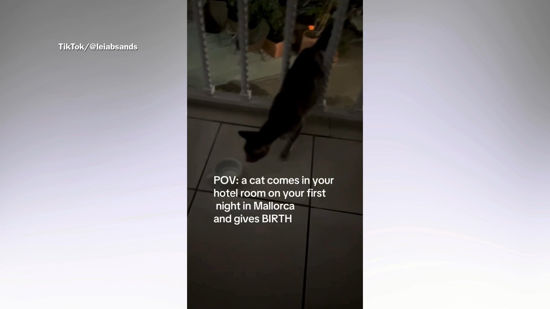 Cat gives birth in hotel room