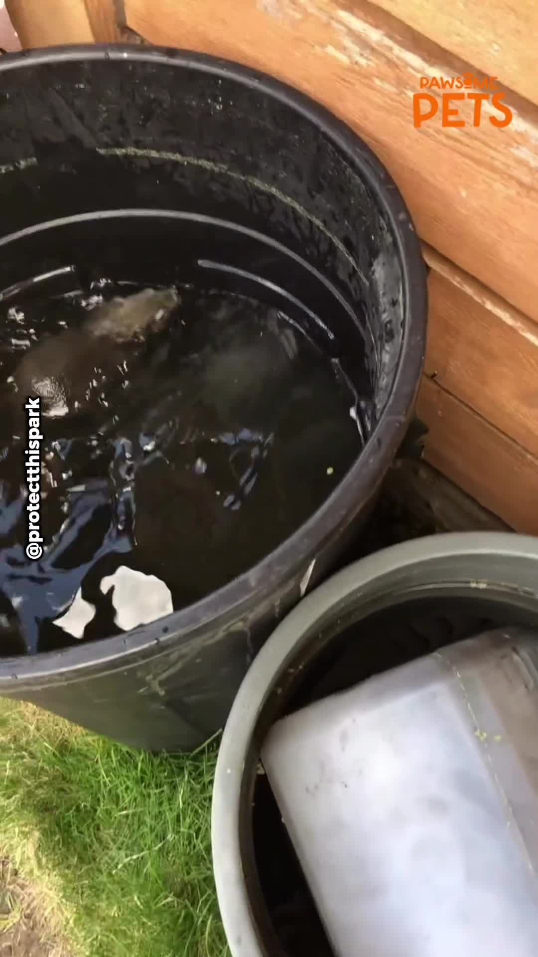 Trapped squirrel gets an unexpected rescue and a new friend