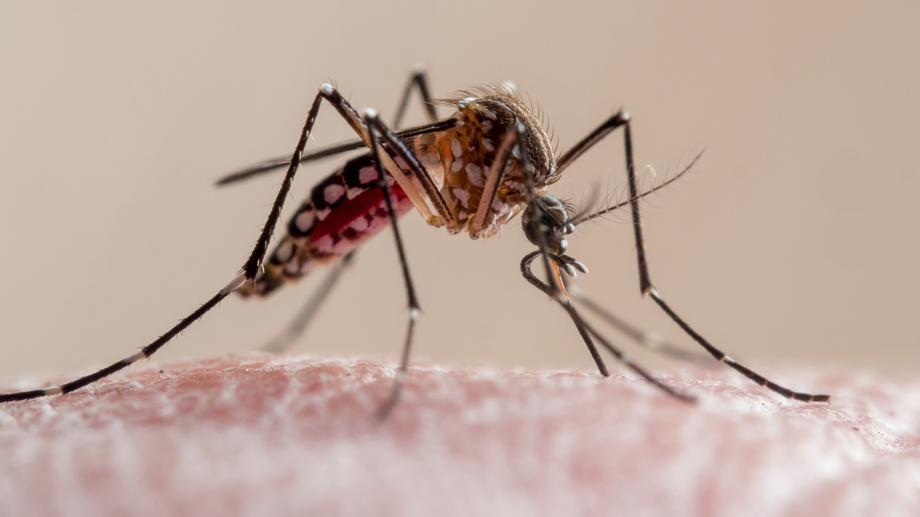 What to know about dengue fever as Florida reports 1st death and cases rise