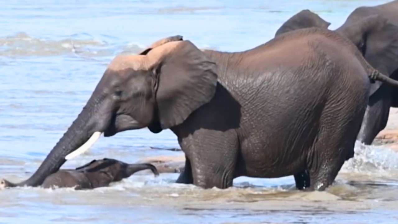 I watched a mom elephant save her calf