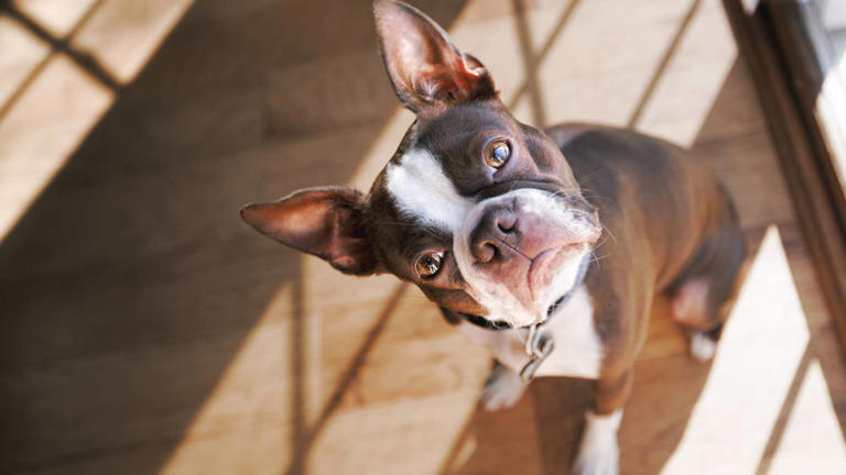 Do dogs like baby talk? Research suggests your words matter along with ...