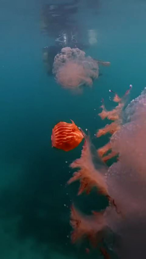 Tiny fish moves between jellyfish