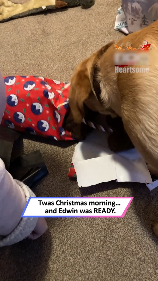 Enthusiastic red fox lab seeks solitude with festive gift