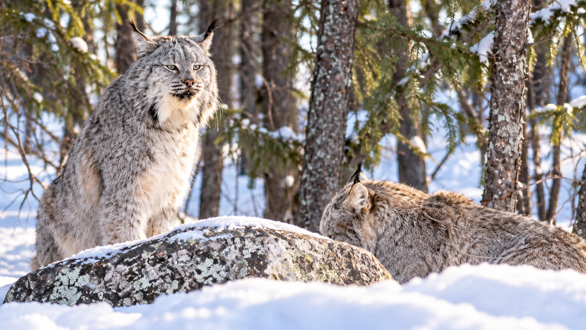 A silent predator built for cold northern forests
