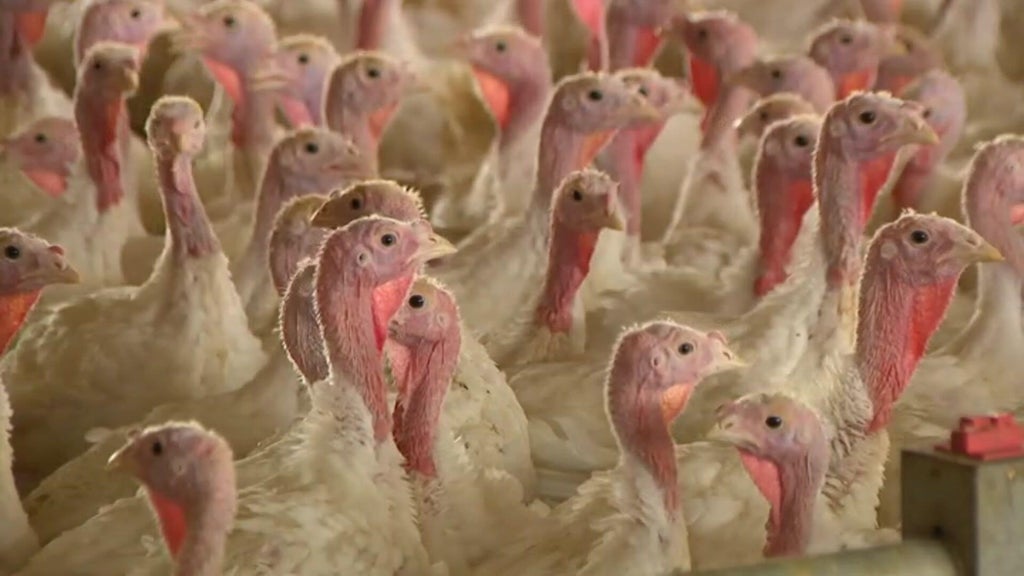 Bird flu confirmed in Barron County, Wisconsin, commercial poultry flock