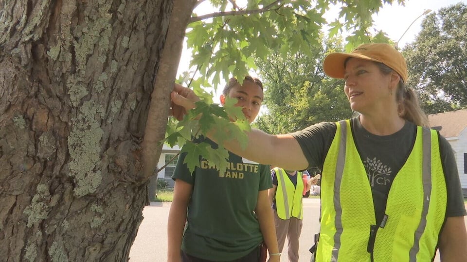 Volunteers are making a map of Charlotte’s trees