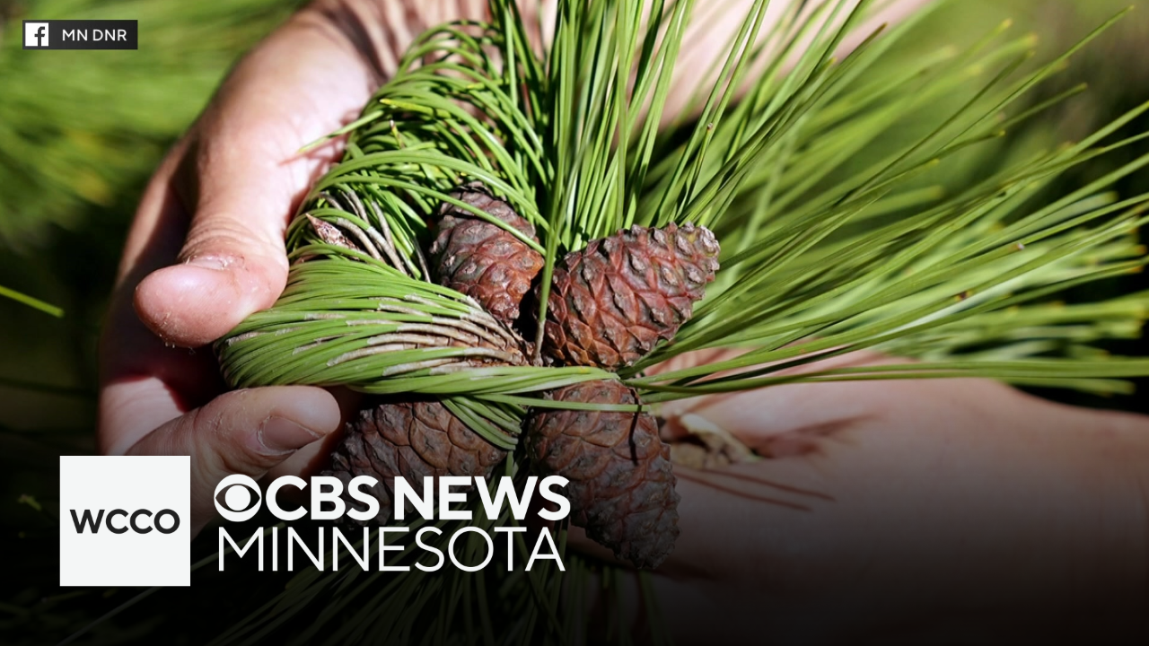 Why the Minnesota DNR wants people collecting red pine cones