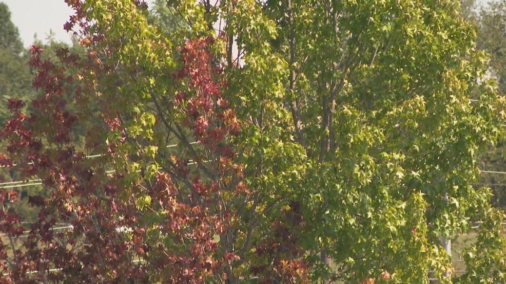 ETSU fall color report: Warm nights, drought slow peak colors, spur ...