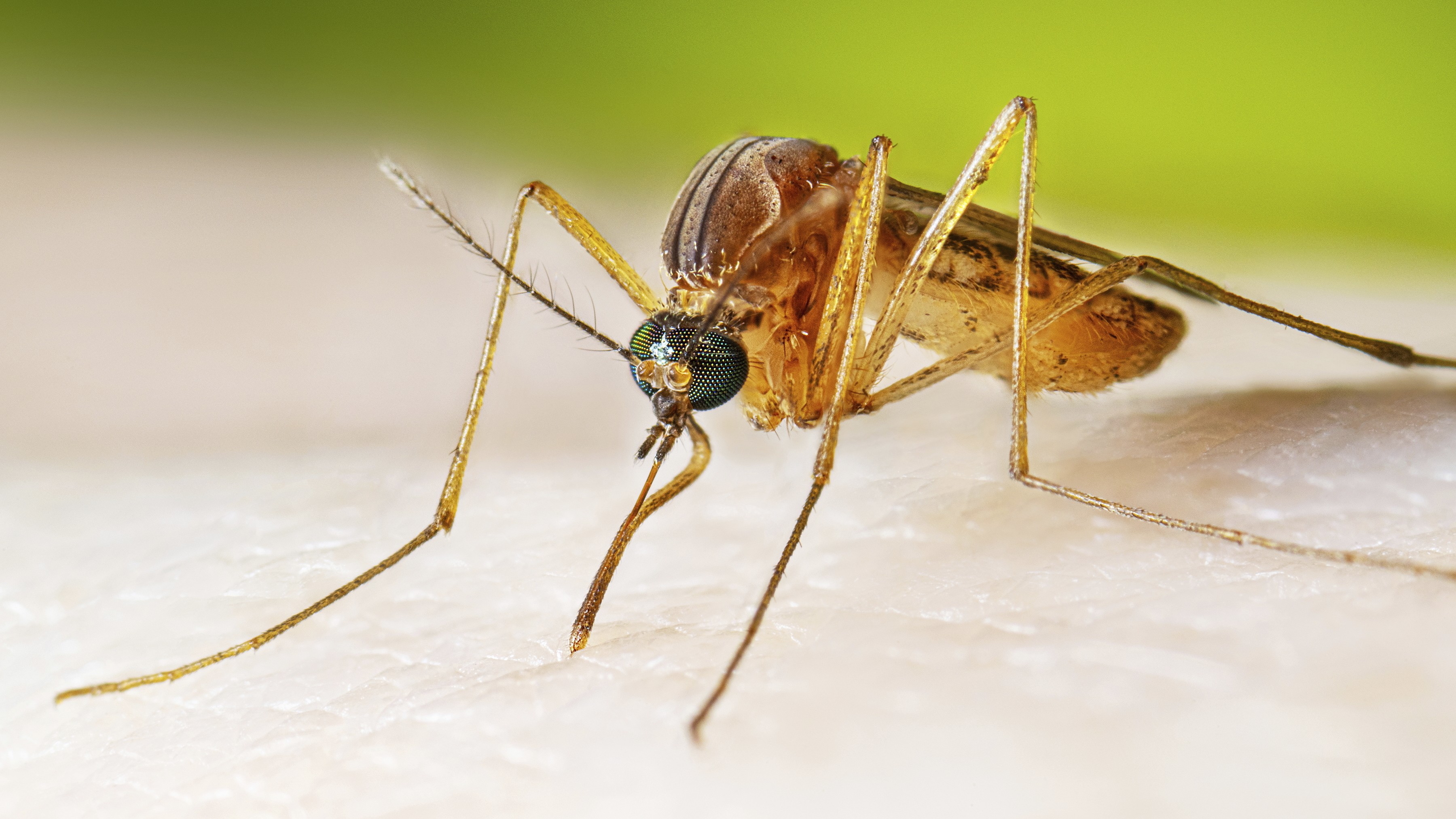 Los Angeles County reports 100 West Nile virus cases, most in nearly a ...