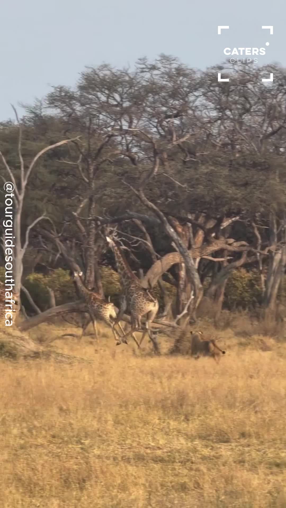 Lioness stalks giraffes before dramatic chase erupts