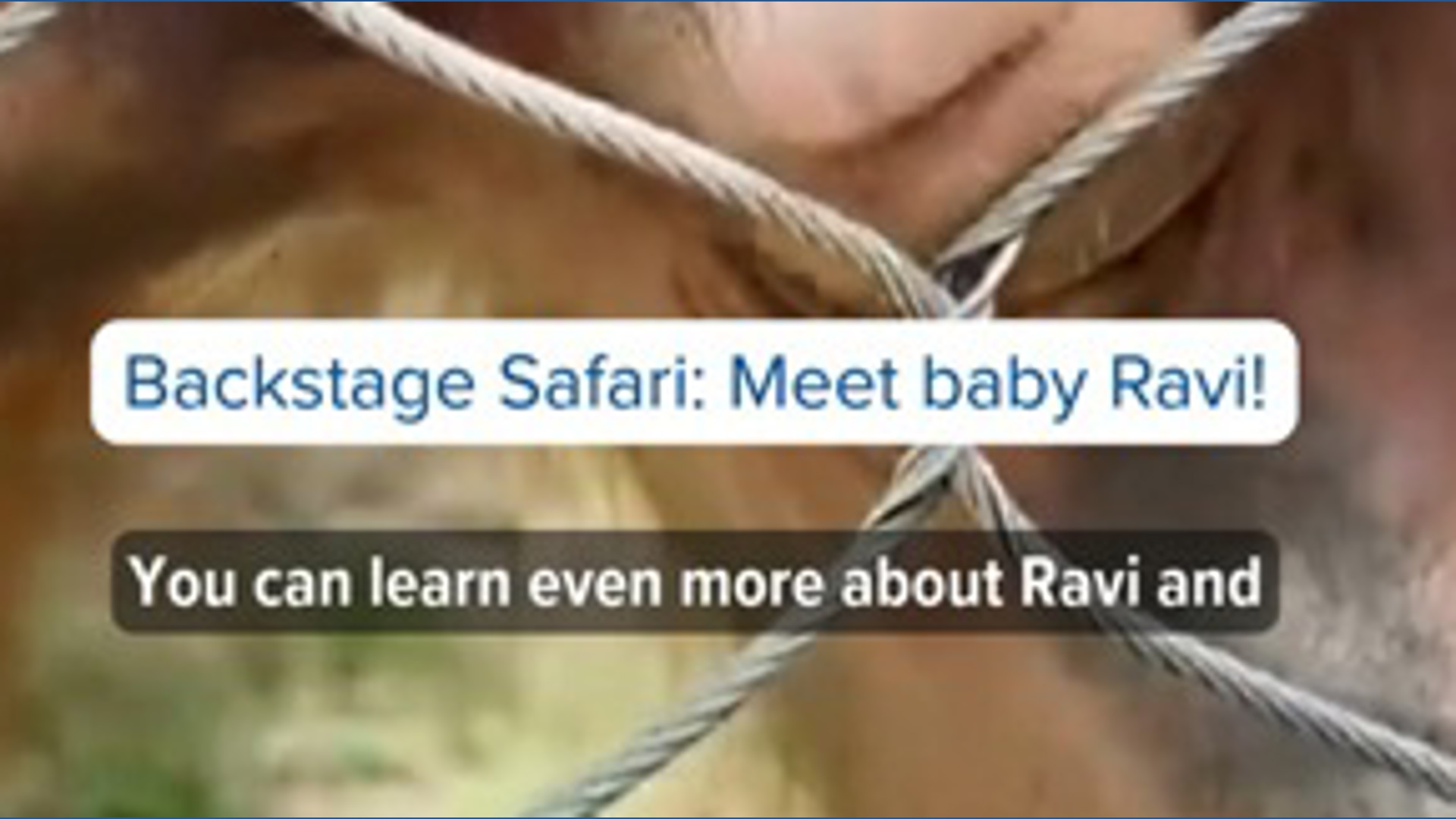 Backstage safari preview: Meet baby orangutan Ravi!