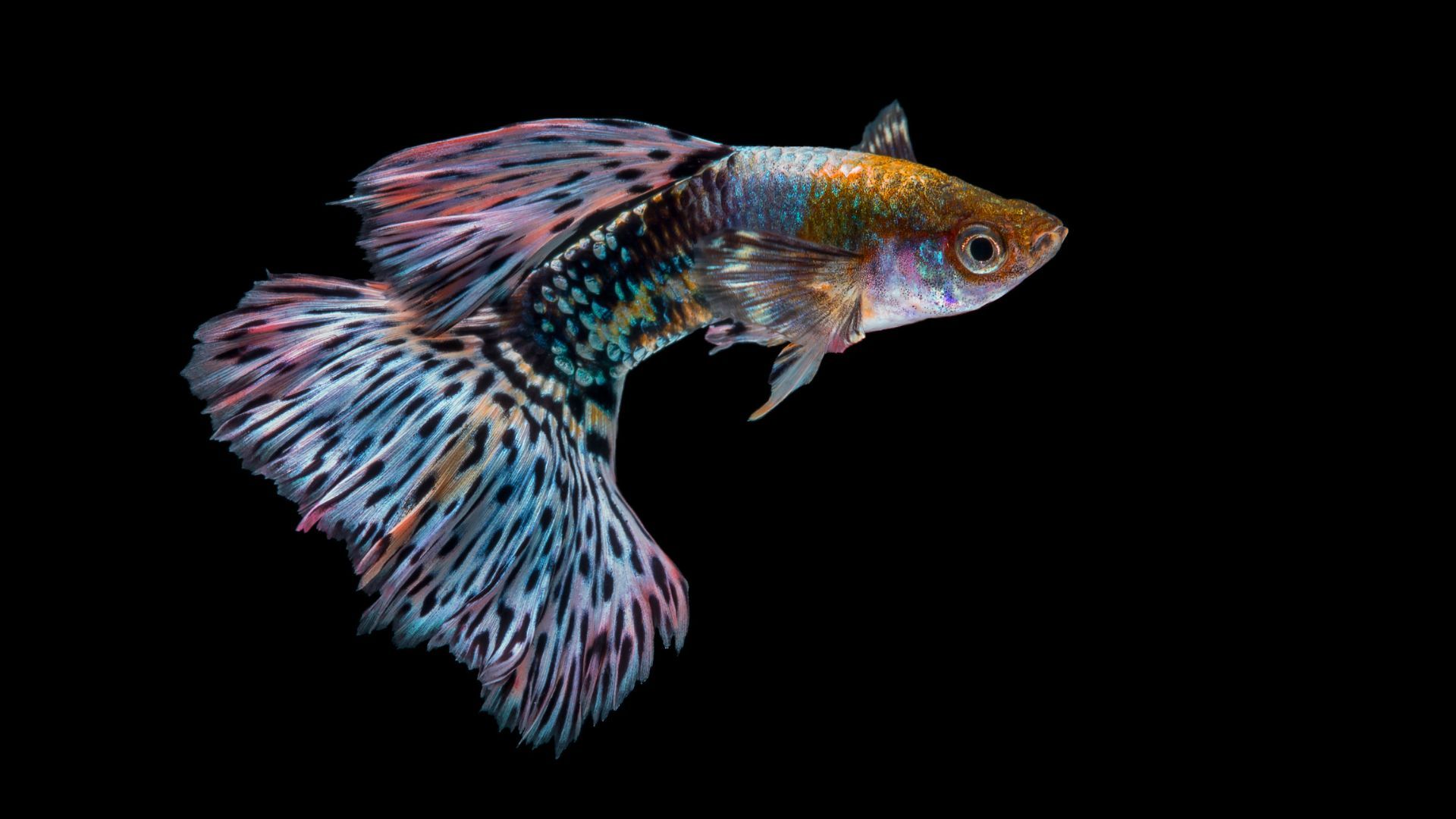 Best types of fish for first-time owners