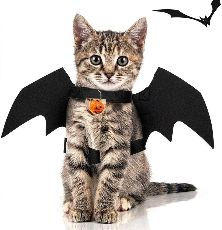 Disfraces de Halloween para perros y gatos: seis ideas y cómo elegirlos sin poner en riesgo a tu mascota