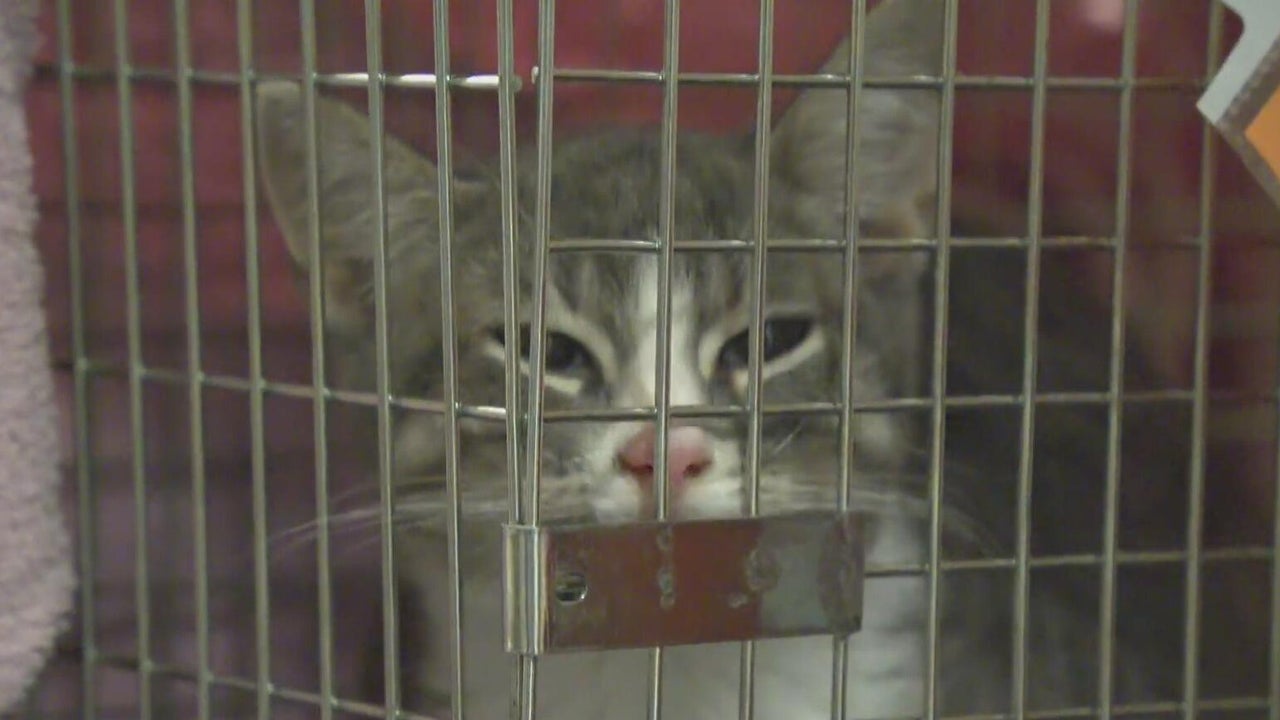 Humane Animal Rescue of Pittsburgh working to control cat population ...