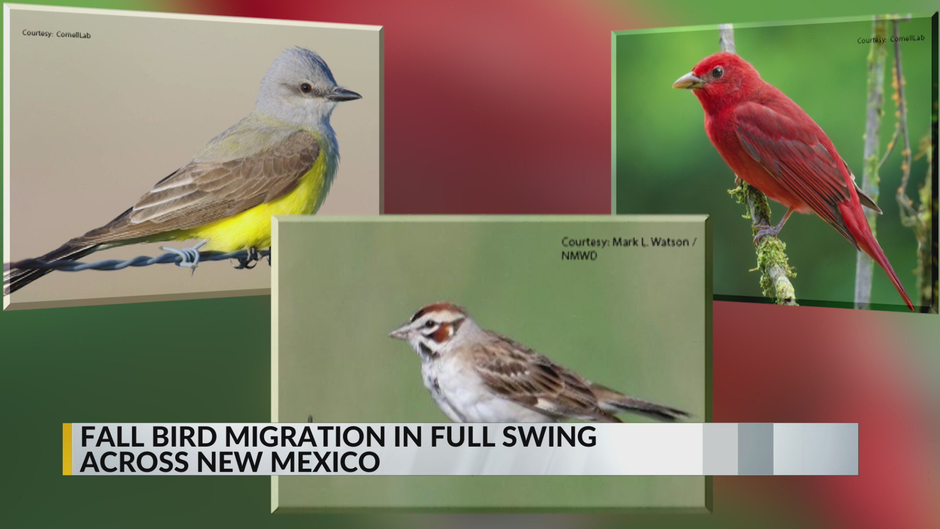 It's not Superman: Fall bird migration takes flight over New Mexico