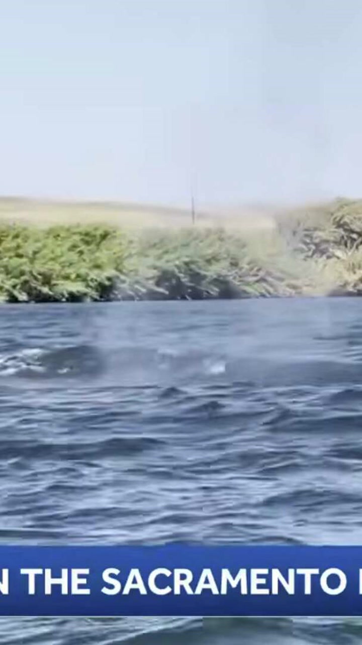 Humpback whale swims 60 miles inland after losing way from SF Bay