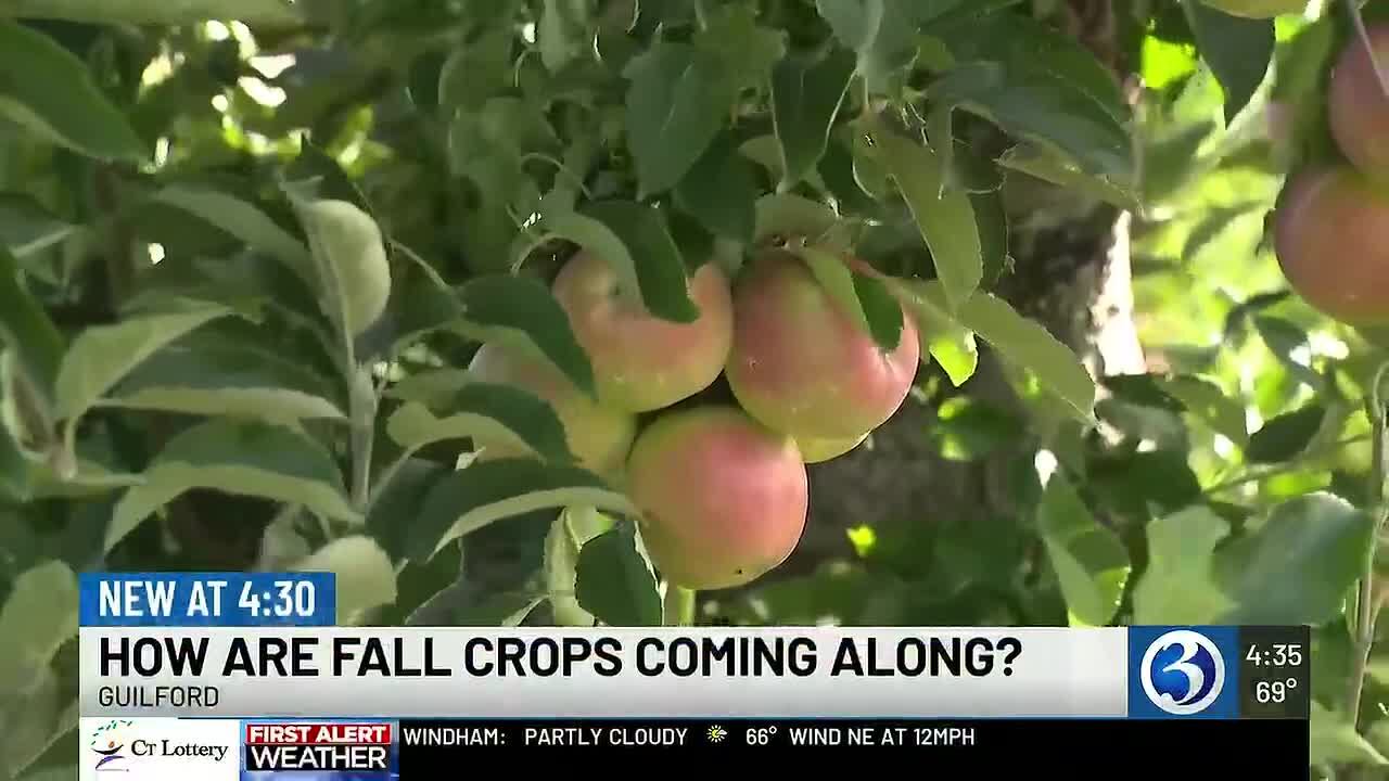 Apples ripe for picking at Bishop’s Orchards in Guilford