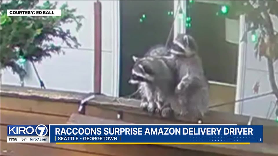 Raccoons surprise Amazon delivery driver in Seattle